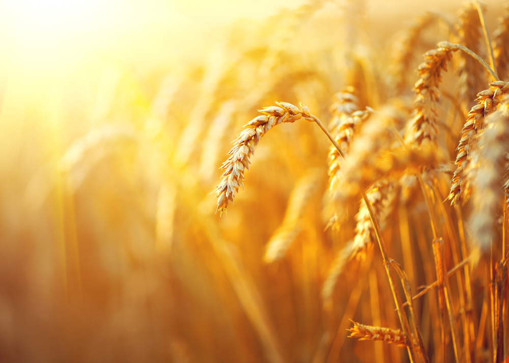 Встановлено новий світовий рекорд врожайності пшениці