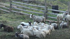 Поголів’я овець і кіз у І півріччі скоротилося на 6,3%