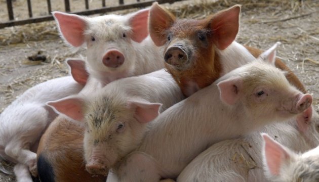 Білорусь ввела ембарго на імпорт свиней з 8 областей України