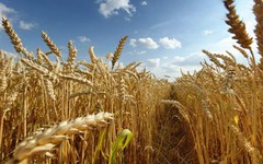 УЗА: Очікування щодо поганої якості пшениці не виправдалися