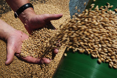 «НІБУЛОН» має намір у 2020/21 МР збільшити обсяги експорту сільгосппродукції до 6 млн тонн