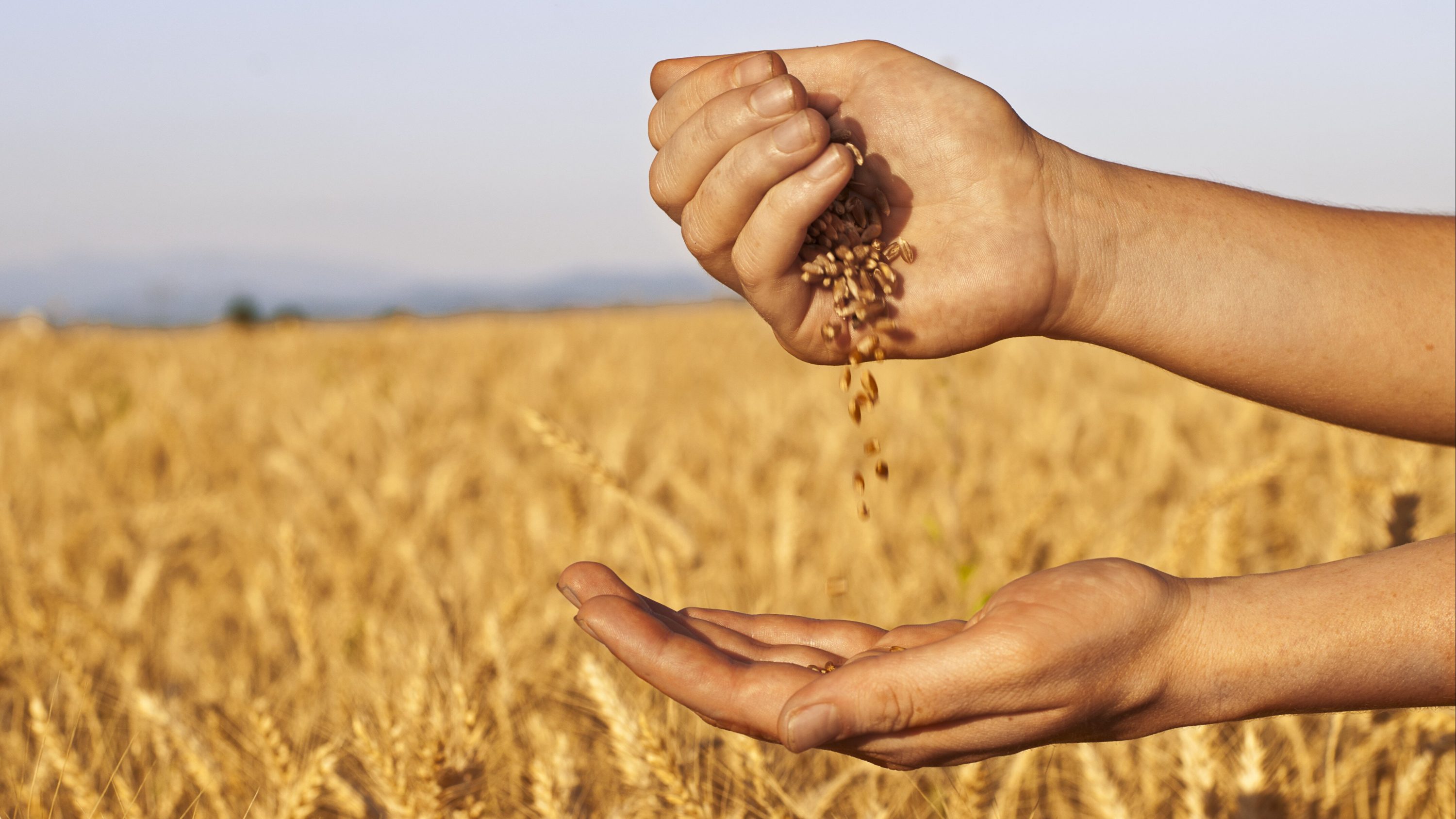 УЗА: безкоштовні вебінари про особливості вирощування та якість українського зерна