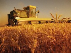 Жнива-2020: аграрії Львівщини розпочали збір озимої пшениці та завершують обмолот ячменю