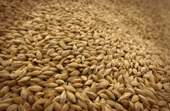 В ДПЗКУ вже прийняли на зберігання 200 тисяч тонн зерна