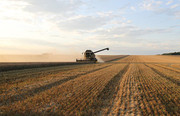 Жнива-2020: В Україні вже зібрано майже 27 млн тонн зерна