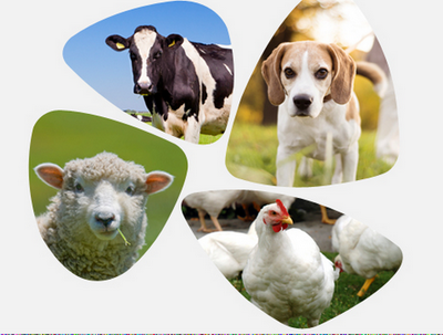 Animal Health перейшов до компанії Elanco