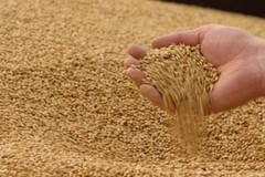 Цьогоріч Україна може зібрати 100 млн тонн зернових, – УЗА