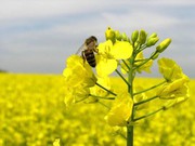 В Україні названо середню врожайність ріпаку нового врожаю