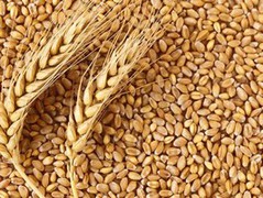 Стало відомо, чому падають ціни на українську пшеницю