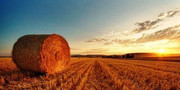 Жнива-2020: аграрії Черкащини завершили збір ранніх зернових та зернобобових культур