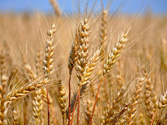 Аналітики ProAgro збільшили прогноз виробництва зерна в Україні