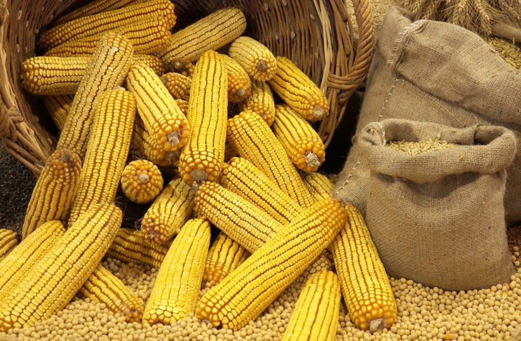 УЗА зменшила прогноз врожаю кукурудзи в цьому році до 36,4 млн т