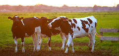 На Вінничині проект сімейних молочних ферм вже отримав 25 заявок