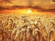 USDA: аналітики очікують збільшення виробництва зернових в Україні