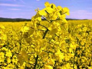 В Україні під загрозою посівна озимого ріпаку