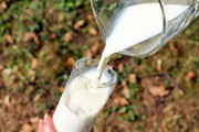 В Україні створять 100 кластерів сімейних молочних ферм