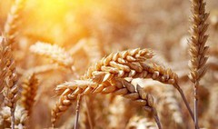 Мінекономіки уточнило прогноз урожаю зерна на 2020 рік