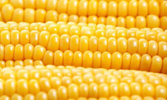 В Україні суттєво впав експорт кукурудзи