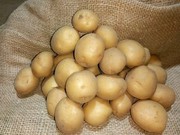 Українські картоплярі відчули колосальний дефіцит сертифікованої насіннєвої картоплі