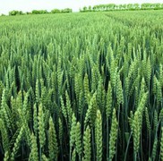 В США зібрали половину врожаю ярої пшениці