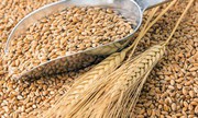 Аграрії Хмельниччини зібрали майже 1,5 млн тонн зерна