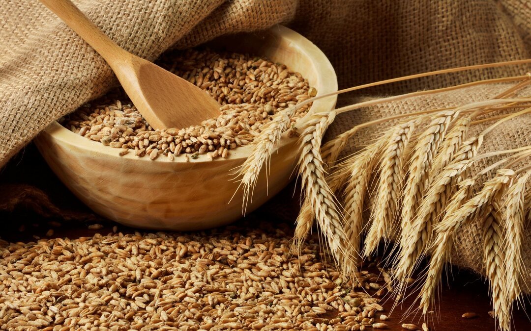 Прогнози світового виробництва і експорту пшениці в 2020/21 МР ростуть – IGC