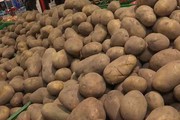 Україна у трійці лідерів з виробництва картоплі