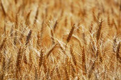 Йорданія на тендері закупила українську пшеницю за вищою ціною