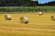 Жнива-2020: аграрії Івано-Франківщини завершили збирання ранніх зернових