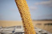 У портах України минулого тижня різко подорожчала пшениця