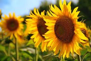 Збір соняшнику на Сумщині розпочато за врожайності 3 т/га