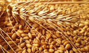 Зерно стало ризикованим товаром для податківців, – народний депутат