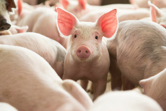 Скільки коштуватимуть живі свині у закупівлі 7 – 13 вересня 2020 року