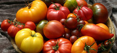Від початку року Україна імпортувала стільки ж помідорів як за весь минулий рік
