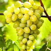 В Україні розпочався збір ранніх сортів винограду