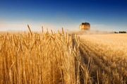 Третина врожаю пшениці – завдяки насінню вітчизняних селекціонерів