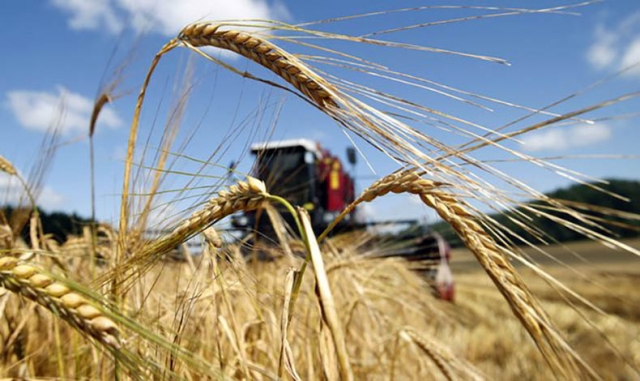ФАО знизила прогноз врожаю зернових в світі на 25 млн. т