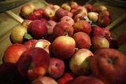 Чому застарілі сховища для яблук можуть стати причиною збитків для українських садівників