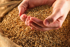 До Саудівської Аравії вперше за 12 років відправлено українську пшеницю