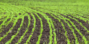 Аграрії США розпочали посів озимої пшениці