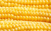 В Україні назвали прогнозні якість та обсяги збору кукурудзи врожаю 2020 року