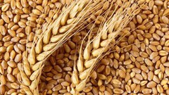 В Україні вже експортували 8,8 млн тонн зернових нового врожаю