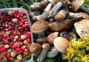 Заготівельники лісових ягід та грибів поповнили бюджет Волині мільйонами гривень