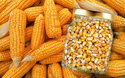 Жнива: В Україні розпочато збирання кукурудзи