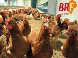 BRF переходит на яйца от кур, содержащихся без клеток