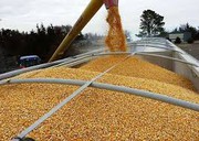 USDA понизив прогноз врожаю кукурудзи для України