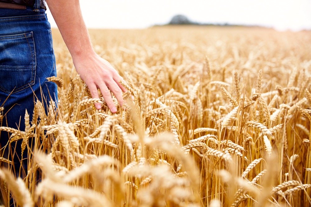 USDA у вересневому звіті підвищило прогноз світового виробництва пшениці у 2020/21 МР
