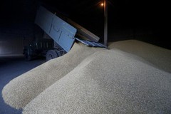 Україна збільшила експорт пшениці в новому сезоні