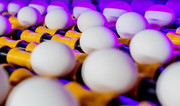 За вісім місяців виробництво яєць скоротилося на 0,9%