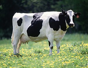 До 1 жовтня фермери можуть оформити дотацію на кожну корову у розмірі 5 тис. грн, – Висоцький